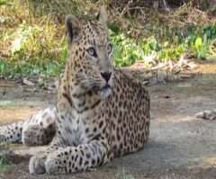 Buxa Tiger Reserve (বক্সা টাইগার রিজার্ভ)