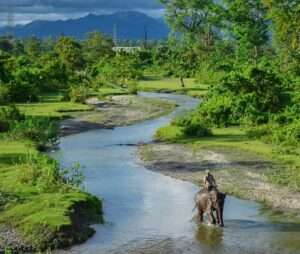 Chilapata(চিলাপাতা)