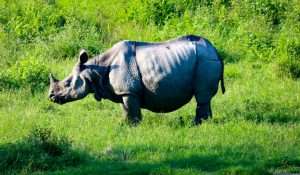 Jaldapara (জলদাপাড়া)